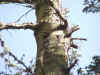 Pileated Woodpecker