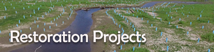 Lorenzan Creek Restoration Project