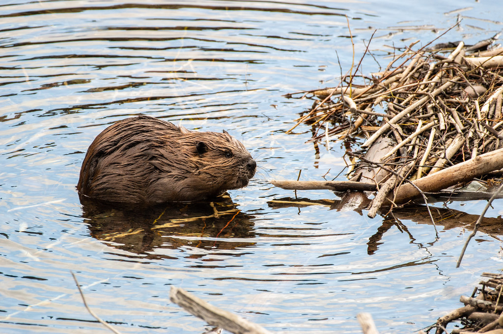 A beaver at home