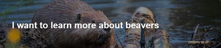 I want to learn more about beavers